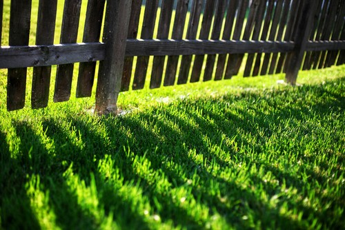 1kg premium shade grass seed - shade,
