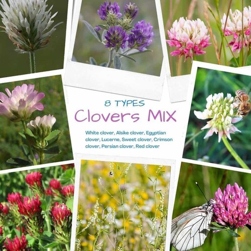 Types clover lawn grass - 8,