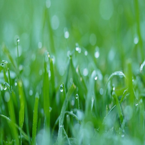 Enviro grass seed with - enviro,
