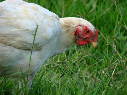 Premium poultry grass seeds - premium,
