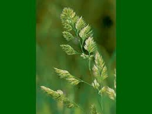 Cocksfoot grass seed - cocksfoot,