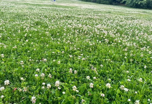 Clover white 75 grass - 25%,
