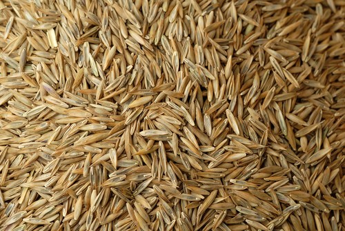 Grass lawn seed - grass,