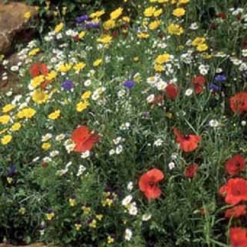 Wild flower grass - wild,