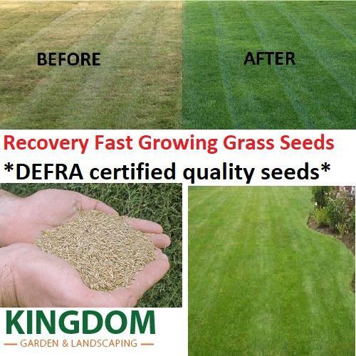 Grass seed lawn - lawn, seeds