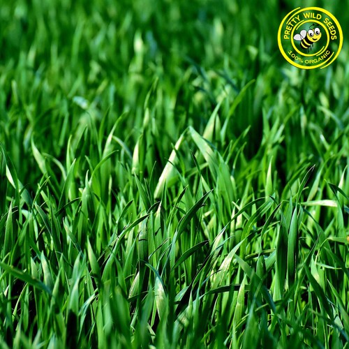Organic grass seed hard - grass,