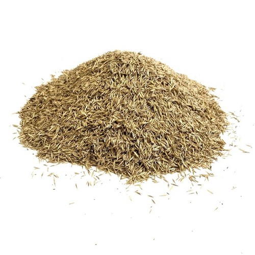 Front lawn grass seed - lawn,