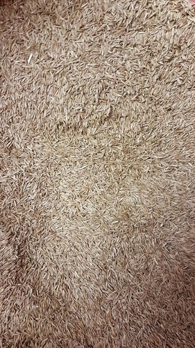 Johnsons grass seed hard - johnsons,
