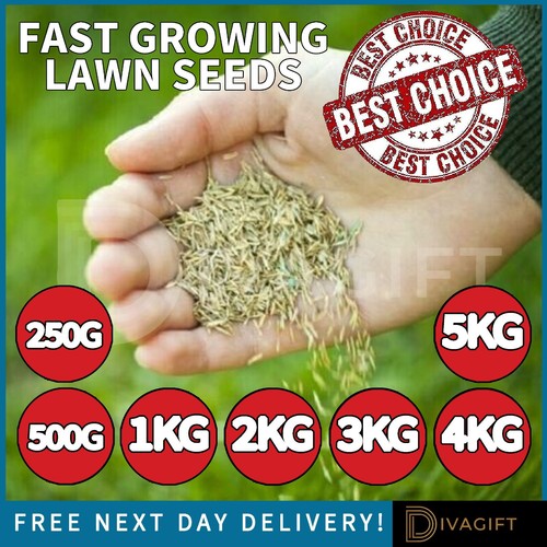 Grass seeds fast growing lawn - seeds,