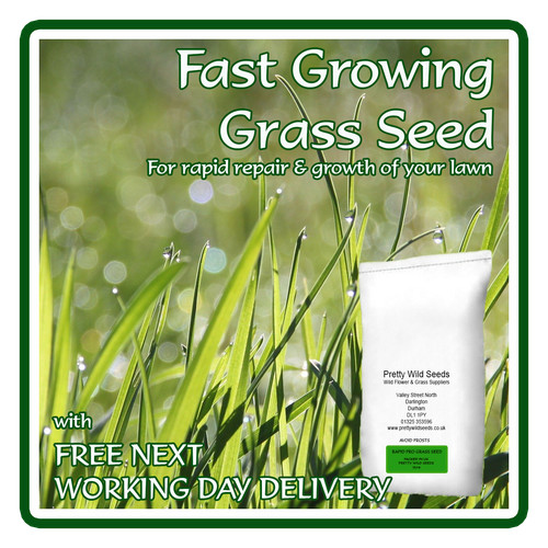 Fast rapid seed hard wearing - seed,