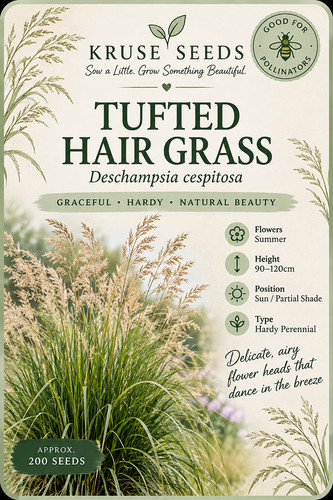 Tufted hair grass - hair, grass-deschampsia