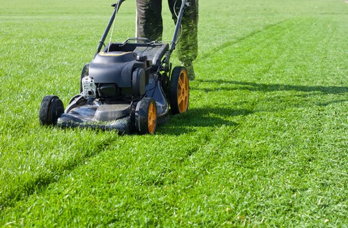 1kg tough green - seed,