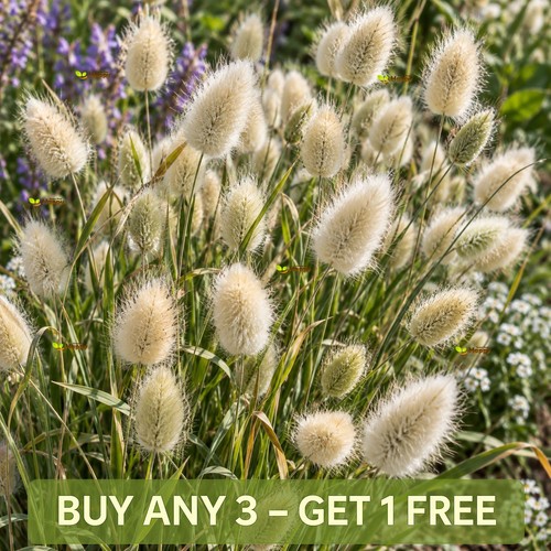 Bunny tail grass - tail,