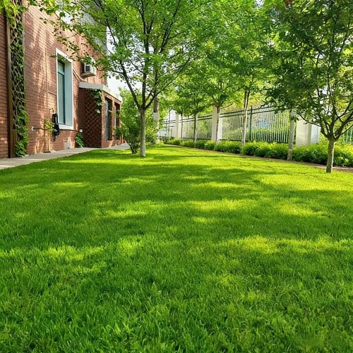 Evergreen dwarf grass seed for - evergreen,