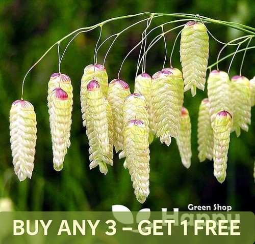 Greater quaking grass 500 - grass,