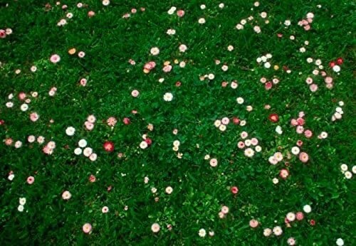 Grass daisy clover lawn - grass, &