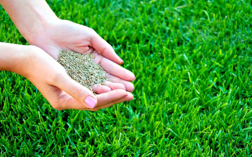 Grass seed garden - lawn, 40g