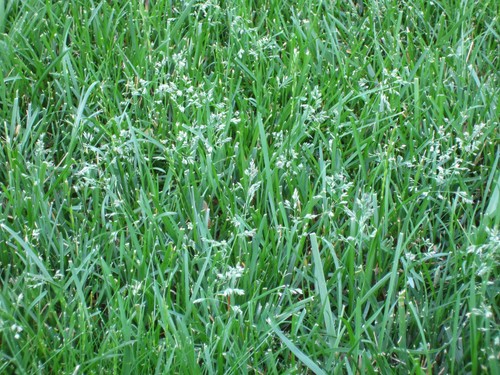Tall fescue grass - tall,