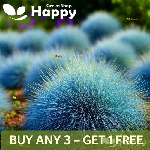 Blue fescue festuca glauca - fescue,