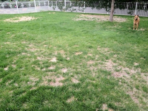 Fast growing rapid lawn - fast,