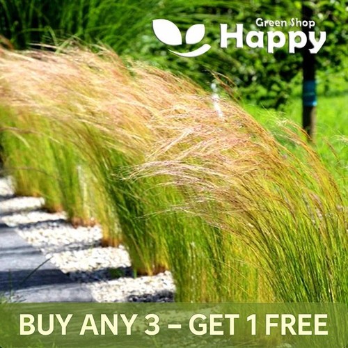 Mexican feather grass - mexican,