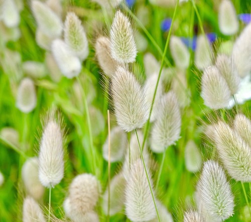 Ornamental grass bunny tails - ornamental,