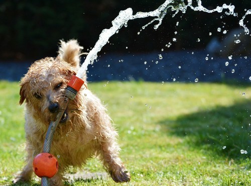 4kg sprogs dogs - dogs, seed