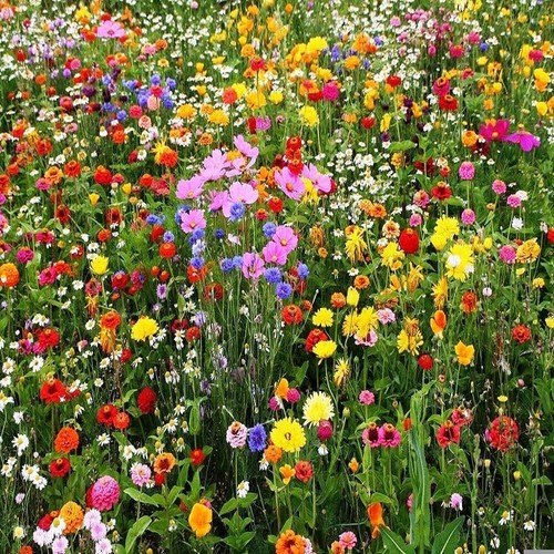 2000 wildflowers pure wild - wildflowers,